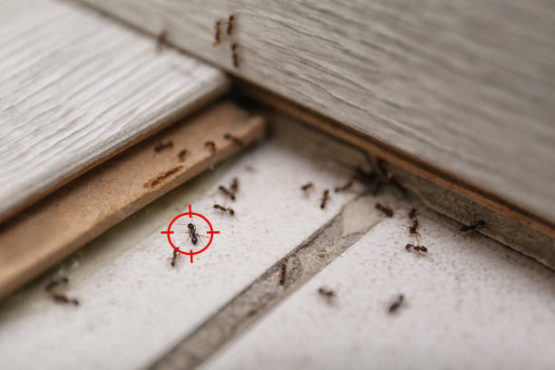 Best Flea Control Services  in Clay City, IN